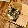 Tiramisu is registered to the contest to win money with this photo: animal, box, cardboard_box, cat, cozy, curious, cute, domestic_animal, ears, eyes, feline, fluffy, fur, household, indoor, looking_up, pet, tabby, whiskers, wooden_floor