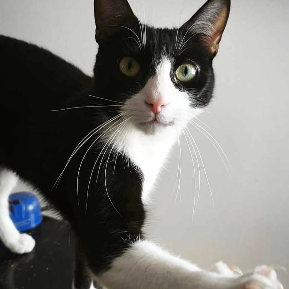 Ulysse participe au concours pour gagner de l'argent avec cette photo : cat, black_and_white, paw, whiskers, curious, indoor, pet, animal, feline, close_up, table, yellow_object, green_eyes, playful, domestic_cat, claw, looking, household, fur, mammal