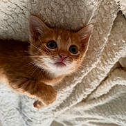 Garfield a rejoint le concours — aidez-le/la à gagner de superbes lots ! animal, blanket, cat, closeup, cozy, cute, eyes, face, feline, fur, indoor, kitten, orange_tabby, paw, pet, sleeping_area, small, soft, whiskers, young
