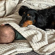 Rio a rejoint le concours — aidez-le/la à gagner de superbes lots ! baby, bedding, blanket, closeup, comfort, companionship, cozy, cuddle, dachshund, dog, fur, head, indoor, nap, pet, playful, portrait, resting, soft, textured_blanket