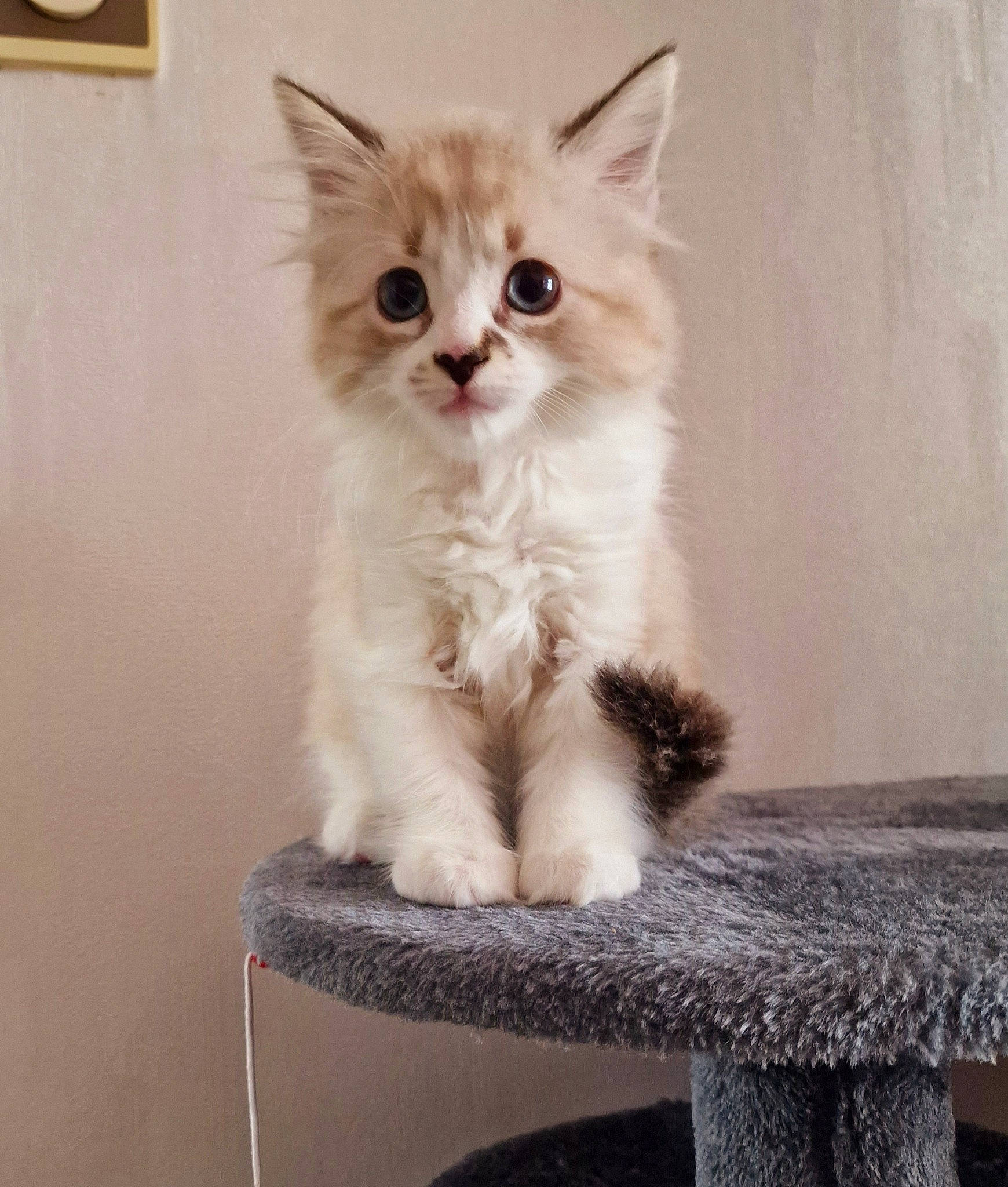 Pin-up a rejoint le concours — aidez-le/la à gagner de superbes lots ! birman, box, british_longhair, carnivore, cat, cat_supply, claw, domestic_short_haired_cat, fawn, felidae, fur, paw, photo_caption, sitting, small_to_medium_sized_cats, snout, tail, whiskers, window, wood