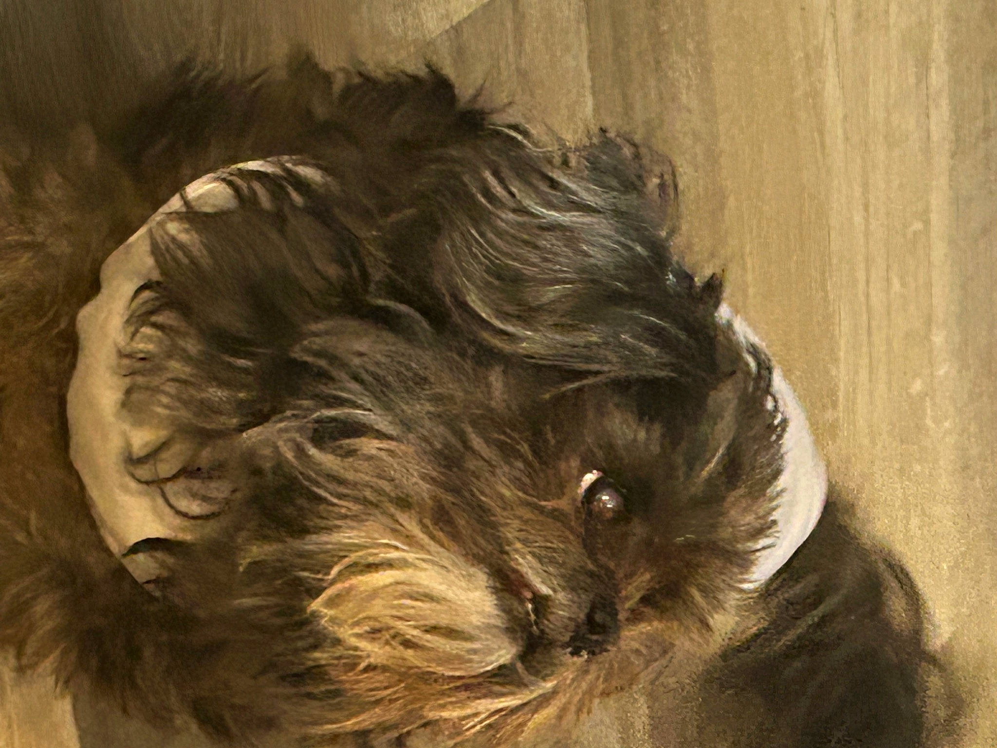 Lily is registered to the contest to win money with this photo: canidae, carnivore, companion_dog, dog, dog_breed, fur, liver, maltepoo, non_sporting_group, small_terrier, snout, sporting_group, terrestrial_animal, terrier, toy_dog, water_dog, wood, working_animal, yorkipoo