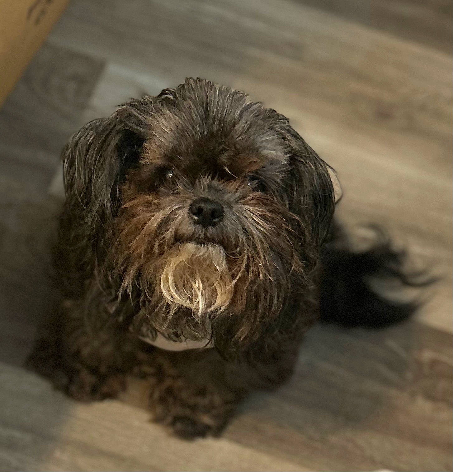 Lily joined the competition — help win amazing prizes! biewer_terrier, canidae, carnivore, companion_dog, dog, dog_breed, eye, fur, liver, maltepoo, poodle_crossbreed, shih_poo, small_terrier, sporting_group, terrestrial_animal, terrier, toy_dog, water_dog, wood, working_animal