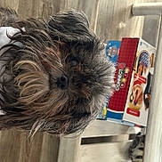 Lily is registered to the contest to win money with this photo: canidae, companion_dog, dog_breed, flooring, fur, fur_clothing, room, selfie, small_terrier, snout, sporting_group, terrier, toy_dog, visual_arts, wood, wool