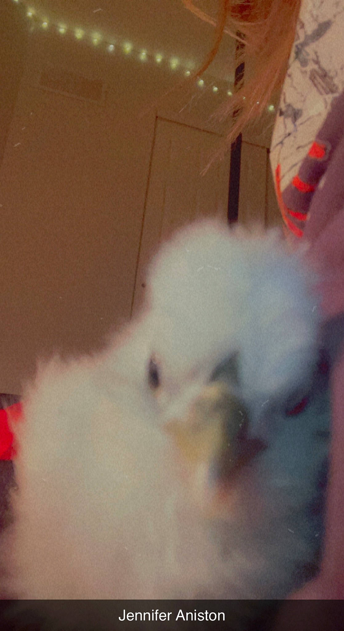 Mother Clucker is registered to the contest to win money with this photo: canidae, carnivore, companion_dog, dog, dog_breed, event, fawn, flooring, fur, hardwood, non_sporting_group, paw, snout, sporting_group, tail, whiskers, working_animal