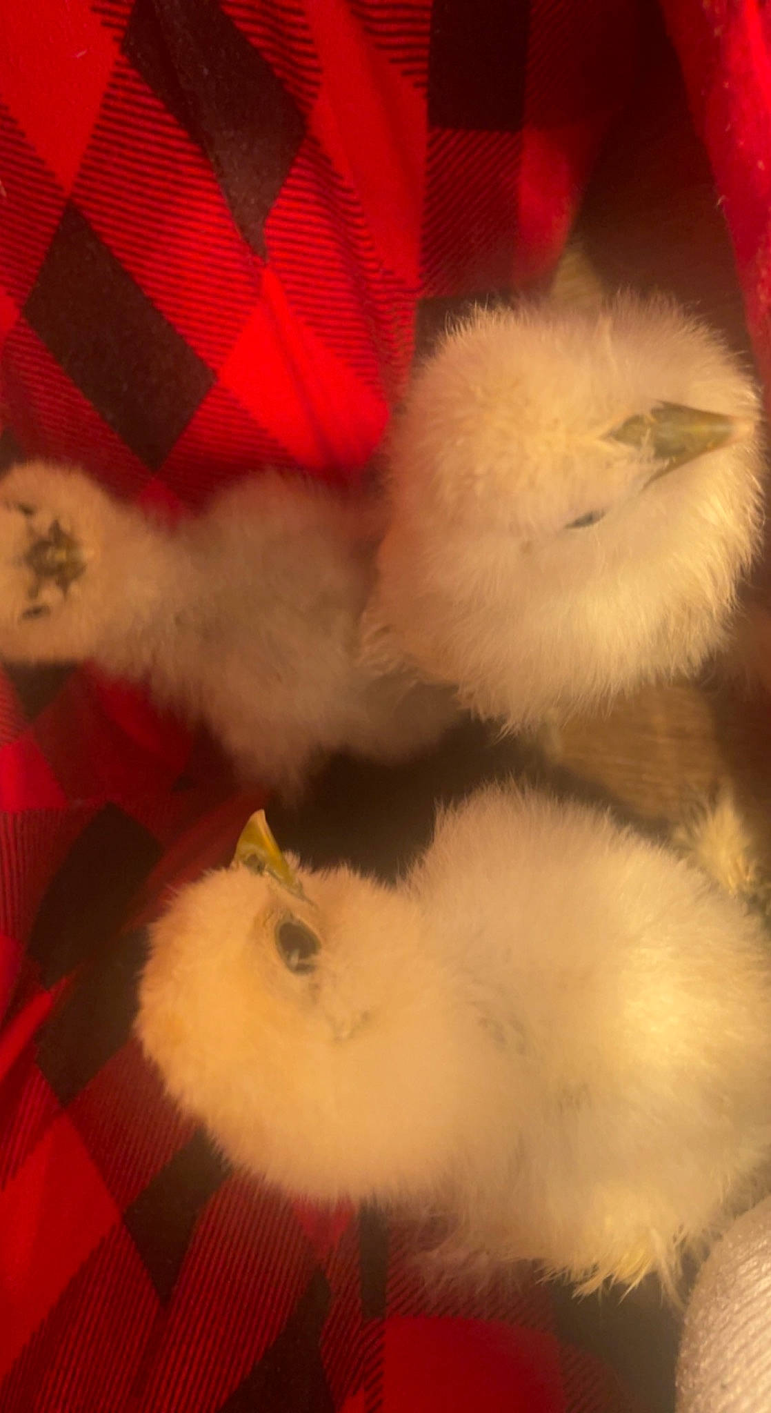 Mother Clucker joined the competition — help win amazing prizes! _geese_and_swans, bird, carmine, chicken, ducks, feather, felidae, flooring, fowl, fur, galliformes, livestock, magenta, pattern, paw, phasianidae, poultry, red, small_to_medium_sized_cats, tail