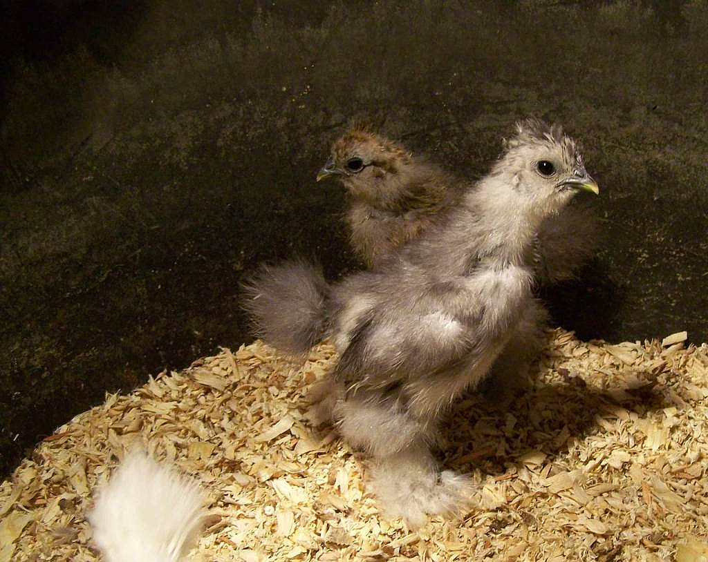 Mother Clucker is registered to the contest to win money with this photo: beak, bird, chicken, claw, falconiformes, feather, galliformes, landscape, livestock, perching_bird, poultry, soil, songbird, terrestrial_animal, wildlife, wing