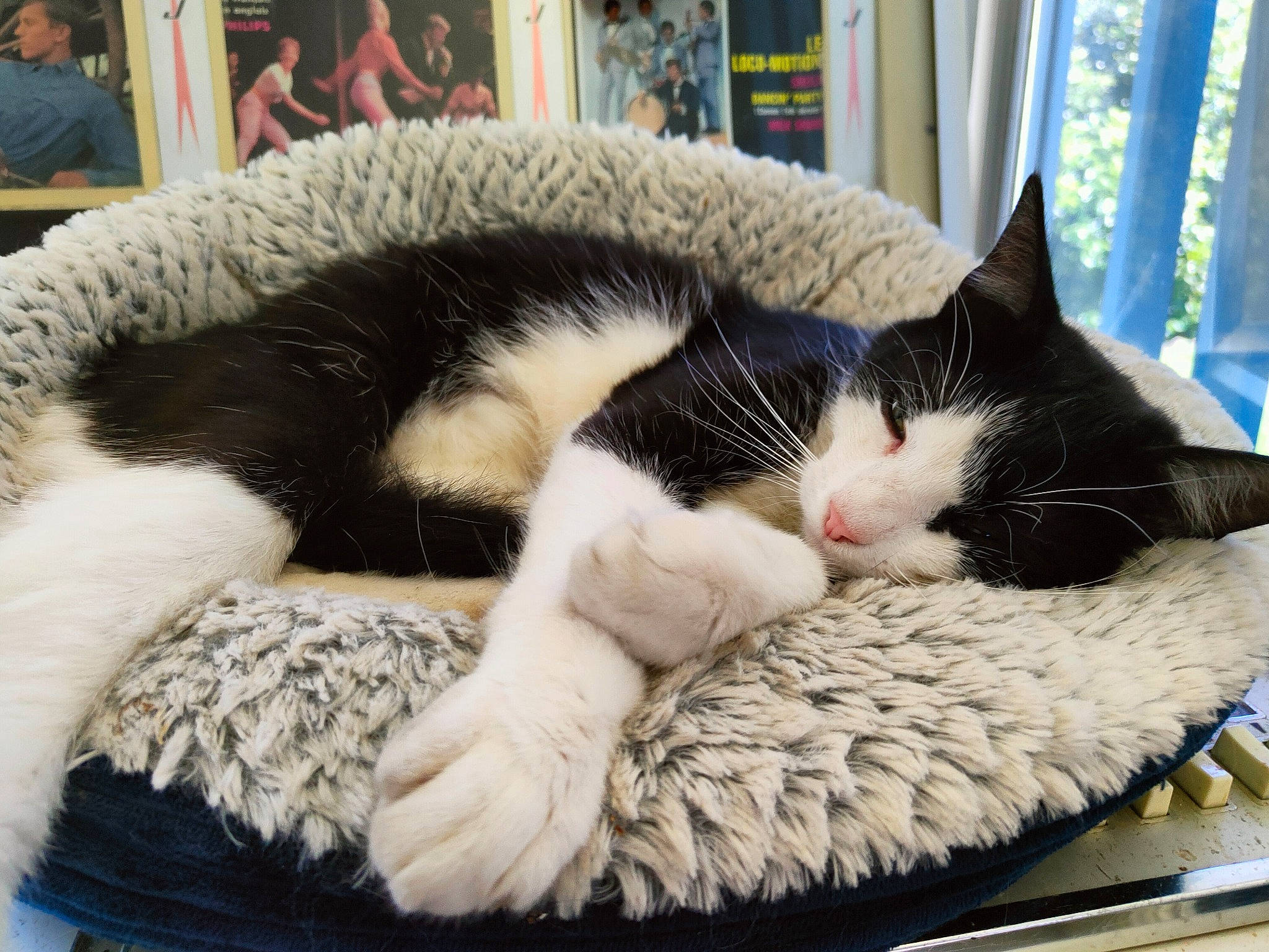 Onyx a rejoint le concours — aidez-le/la à gagner de superbes lots ! carnivore, cat, cat_bed, cat_supply, claw, comfort, curtain, domestic_short_haired_cat, felidae, fur, linens, nap, paw, sitting, small_to_medium_sized_cats, snout, tail, textile, whiskers, window