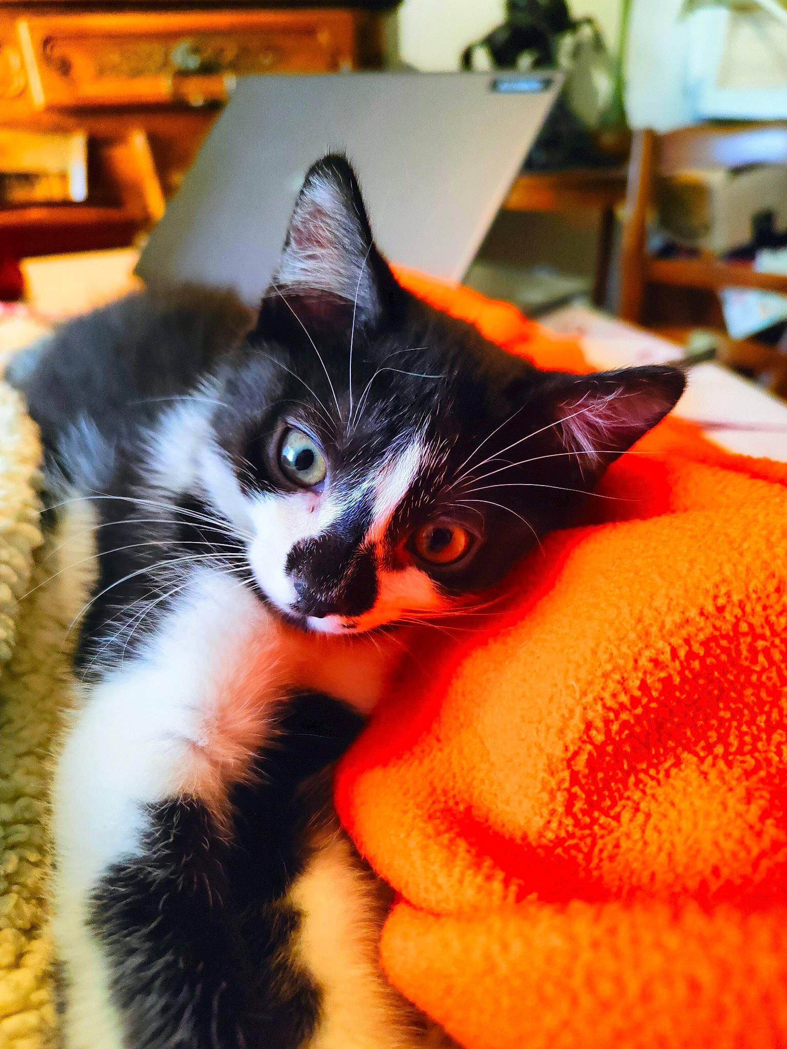 Gommette a rejoint le concours — aidez-le/la à gagner de superbes lots ! black_cat, carnivore, cat, claw, comfort, domestic_short_haired_cat, felidae, fur, orange, paw, small_to_medium_sized_cats, snout, tail, textile, tree, whiskers, window