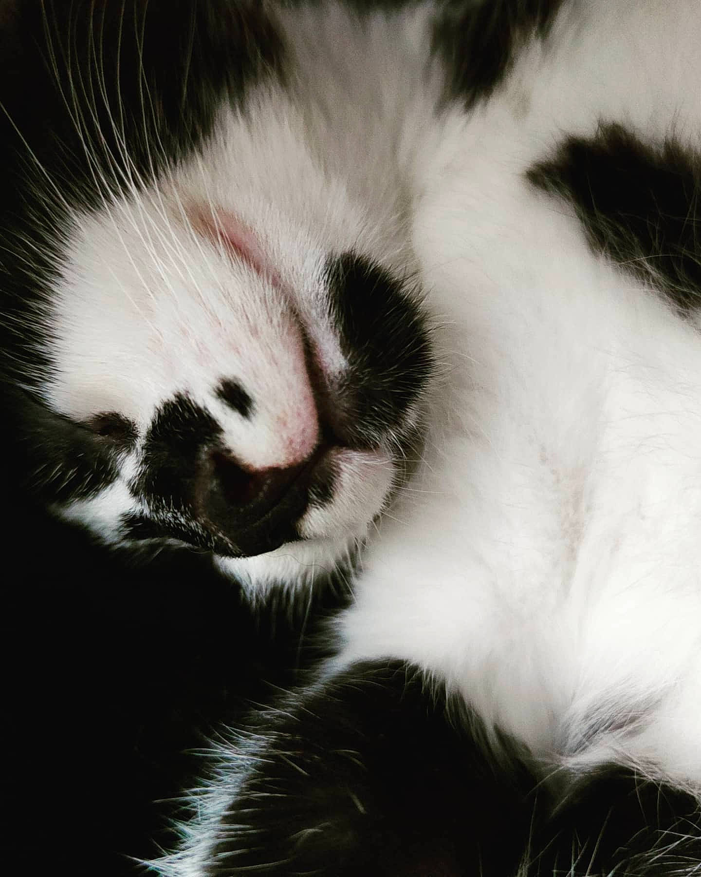 Gommette participe au concours pour gagner de l'argent avec cette photo : carnivore, cat, claw, close_up, domestic_short_haired_cat, ear, felidae, fur, monochrome, monochrome_photography, nap, paw, sleep, small_to_medium_sized_cats, snout, tail, terrestrial_animal, whiskers