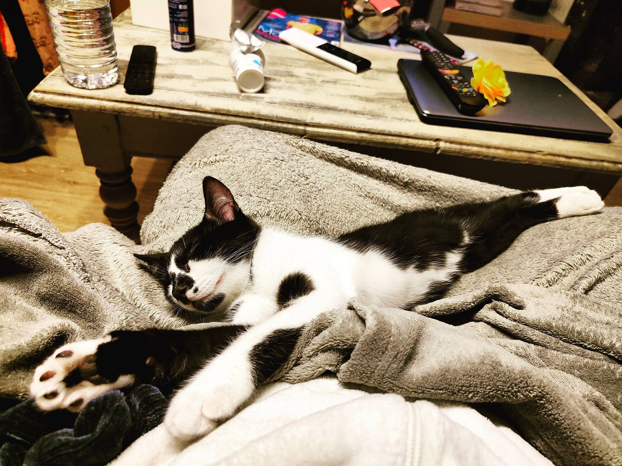 Gommette participe au concours pour gagner de l'argent avec cette photo : bedding, carnivore, cat, comfort, desk, domestic_short_haired_cat, felidae, fur, grey, laptop, linens, nap, paw, room, small_to_medium_sized_cats, table, tail, water_bottle, whiskers, wood