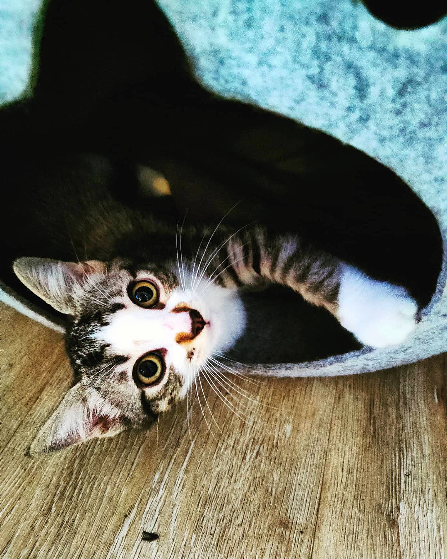 Maya a rejoint le concours — aidez-le/la à gagner de superbes lots ! carnivore, cat, claw, comfort, domestic_short_haired_cat, eye, felidae, flooring, foot, fur, hardwood, human_leg, paw, small_to_medium_sized_cats, snout, snow, tail, whiskers, window, wood