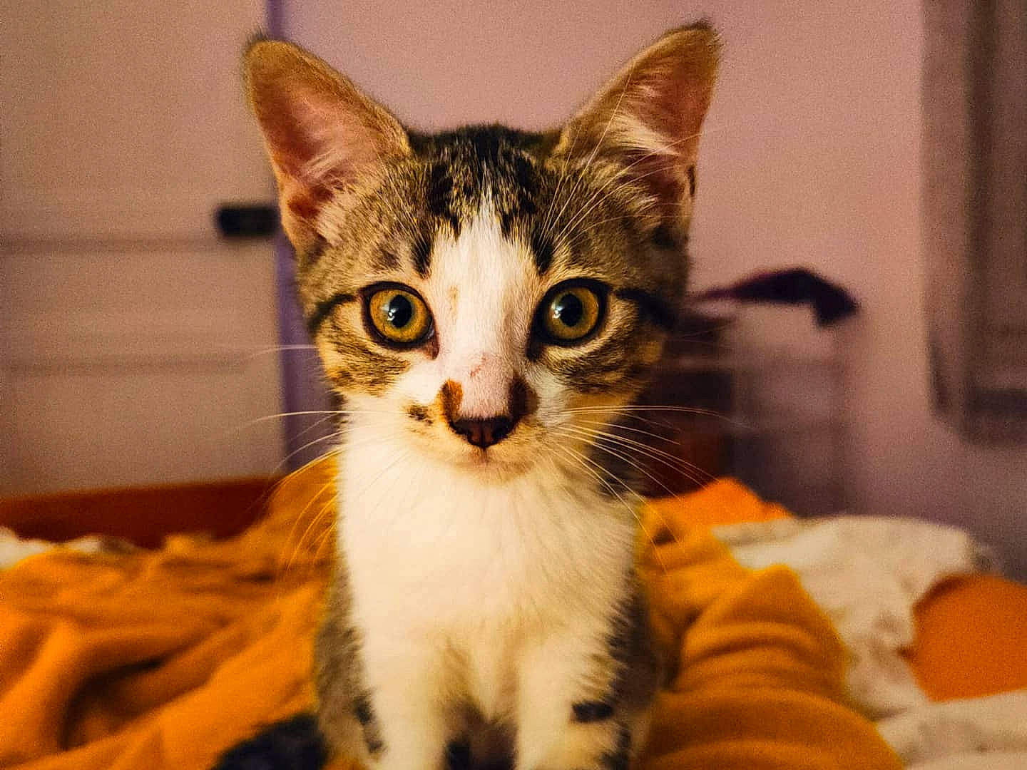 Maya a rejoint le concours — aidez-le/la à gagner de superbes lots ! carnivore, cat, claw, comfort, couch, domestic_short_haired_cat, fawn, felidae, fur, iris, paw, sitting, small_to_medium_sized_cats, snout, tail, whiskers