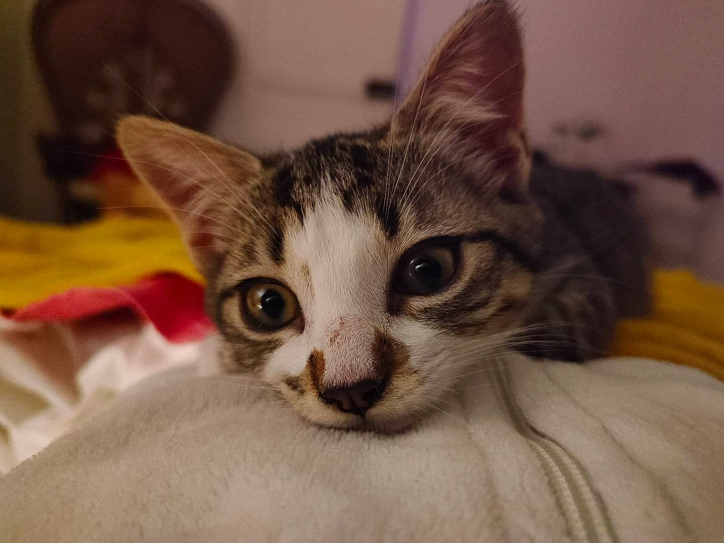 Maya participe au concours pour gagner de l'argent avec cette photo : carnivore, cat, comfort, domestic_short_haired_cat, eye, felidae, fur, iris, paw, small_to_medium_sized_cats, snout, whiskers