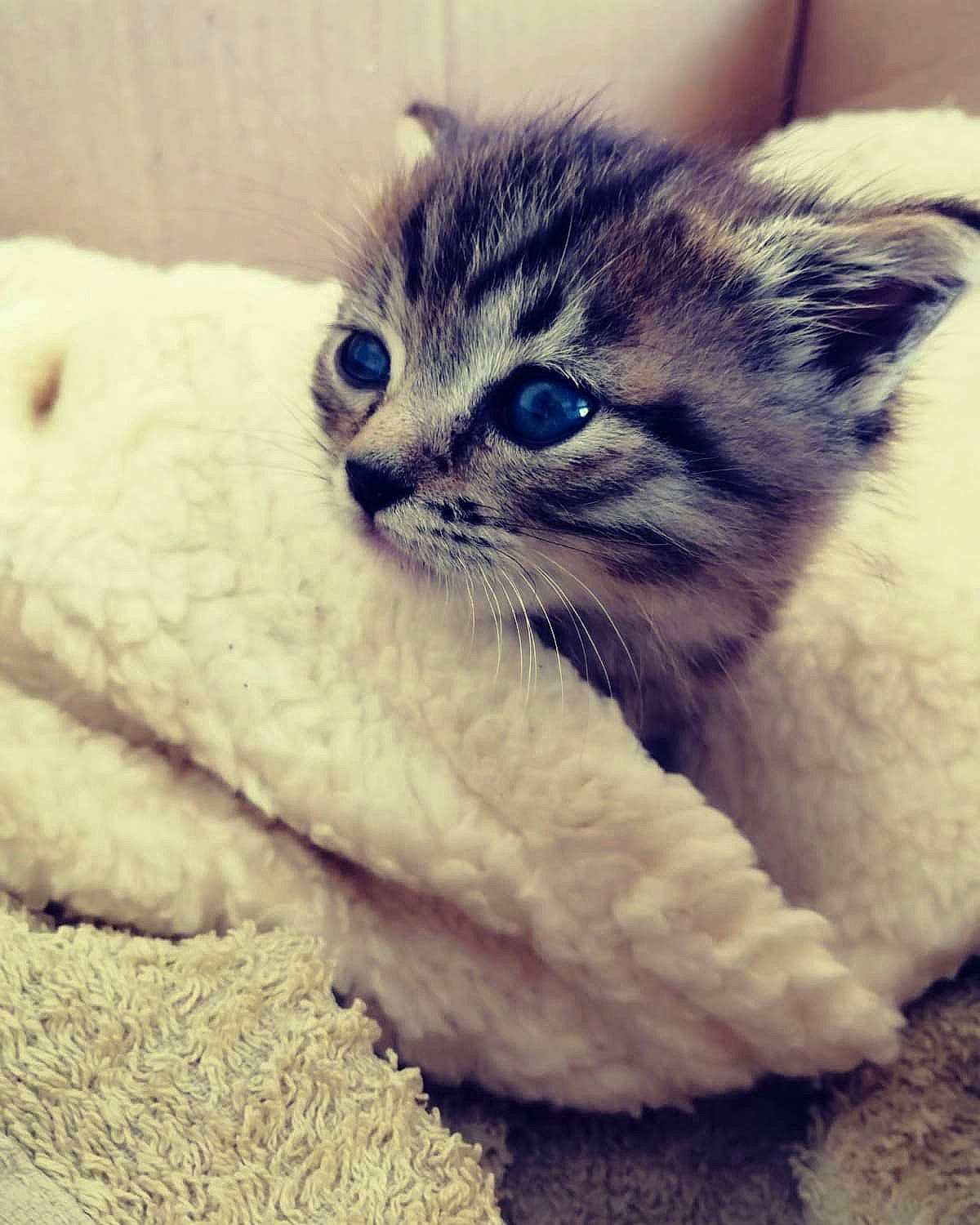 Vermicelle participe au concours pour gagner de l'argent avec cette photo : british_longhair, carnivore, cat, claw, comfort, domestic_short_haired_cat, electric_blue, eye, fawn, felidae, fur, paw, sitting, small_to_medium_sized_cats, snout, tail, whiskers, window