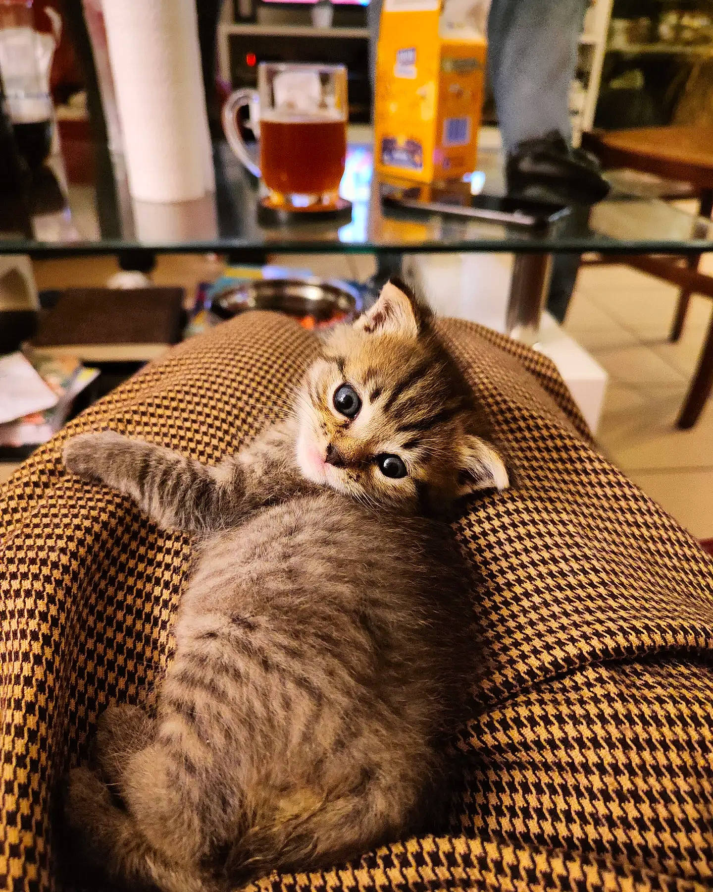 Vermicelle participe au concours pour gagner de l'argent avec cette photo : carnivore, cat, chair, claw, comfort, domestic_short_haired_cat, fawn, felidae, flooring, fur, grey, linens, paw, sitting, small_to_medium_sized_cats, snout, tail, terrestrial_animal, whiskers, wood