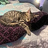 animal, bed, blanket, cozy, cute, domestic_animal, feline, fur, indoor, kitten, napping, pet, pillow, quilt, relaxing, rest, sleeping, soft, striped, tabby_cat