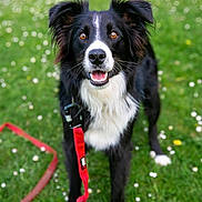 Spark participe au concours pour gagner de l'argent avec cette photo : dog, border_collie, black_and_white, grass, leash, outdoor, pet, animal, canine, happy, playful, nature, field, flower, ears, fur, mouth_open, eyes, collar, standing