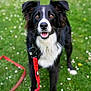 dog, border_collie, black_and_white, grass, leash, outdoor, pet, animal, canine, happy, playful, nature, field, flower, ears, fur, mouth_open, eyes, collar, standing