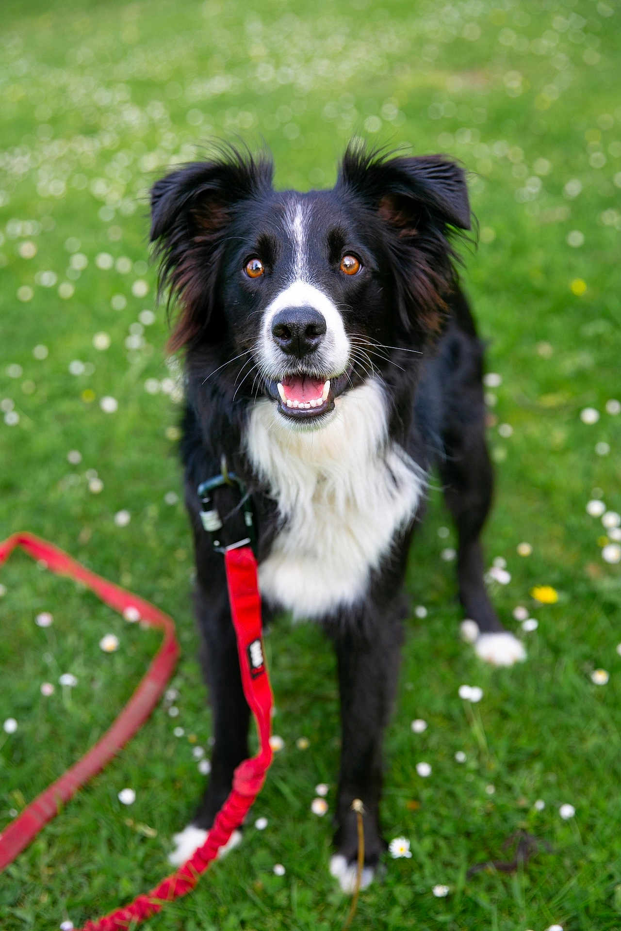 Spark participe au concours pour gagner de l'argent avec cette photo : dog, border_collie, black_and_white, grass, leash, outdoor, pet, animal, canine, happy, playful, nature, field, flower, ears, fur, mouth_open, eyes, collar, standing