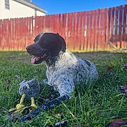 Snoopy is registered to the contest to win money with this photo: backyard, bokeh, canine, closeup, dog, grass, happy, house, lawn, outdoors, pet, plush_toy, portrait, red_fence, shallow_depth_of_field, sitting, sky, sunlight, tongue_out, toy