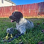 backyard, bokeh, canine, closeup, dog, grass, happy, house, lawn, outdoors, pet, plush_toy, portrait, red_fence, shallow_depth_of_field, sitting, sky, sunlight, tongue_out, toy