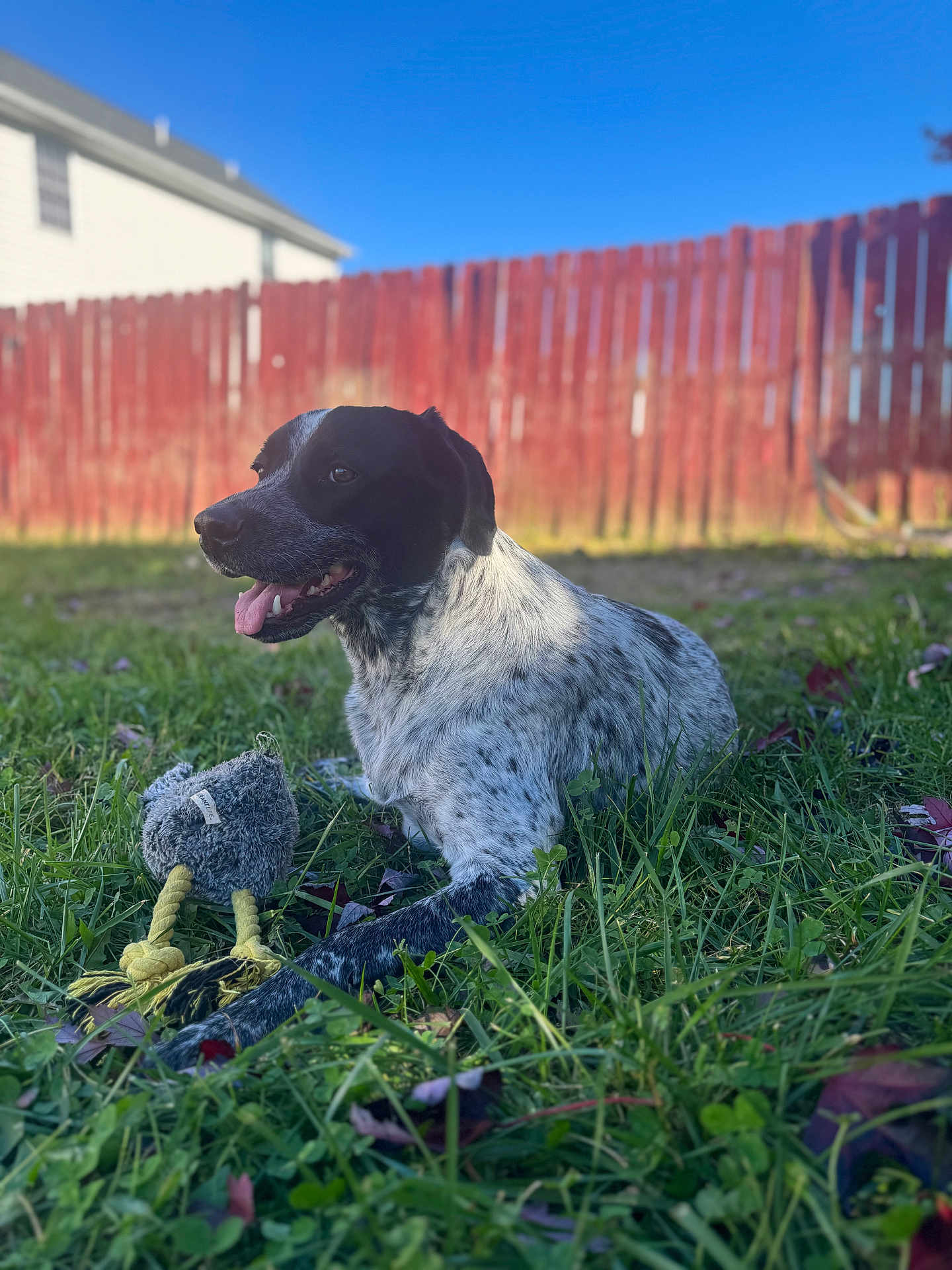 Snoopy is registered to the contest to win money with this photo: backyard, bokeh, canine, closeup, dog, grass, happy, house, lawn, outdoors, pet, plush_toy, portrait, red_fence, shallow_depth_of_field, sitting, sky, sunlight, tongue_out, toy
