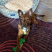 Brooklyn joined the competition — help win amazing prizes! animal, blue, bone, brindle, carpet, collar, cute, dog, domestic, ears, floor, indoor, lying_down, patterned, pet, pet_bed, playful, purple, toy, young