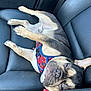 Gerald is registered to the contest to win money with this photo: dog, french_bulldog, sleeping, car_seat, leather, harness, pet, animal, relaxed, resting, canine, close_up, indoor, seat, cute, mammal, companion, paw, snout, visible_eye