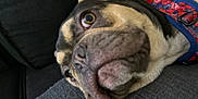 Gerald is registered to the contest to win money with this photo: dog, close_up, pet, lying_down, snout, eye, harness, colorful, fur, face, domestic_animal, canine, resting, indoors, texture, fabric, black_background, animal_portrait, cute, companion