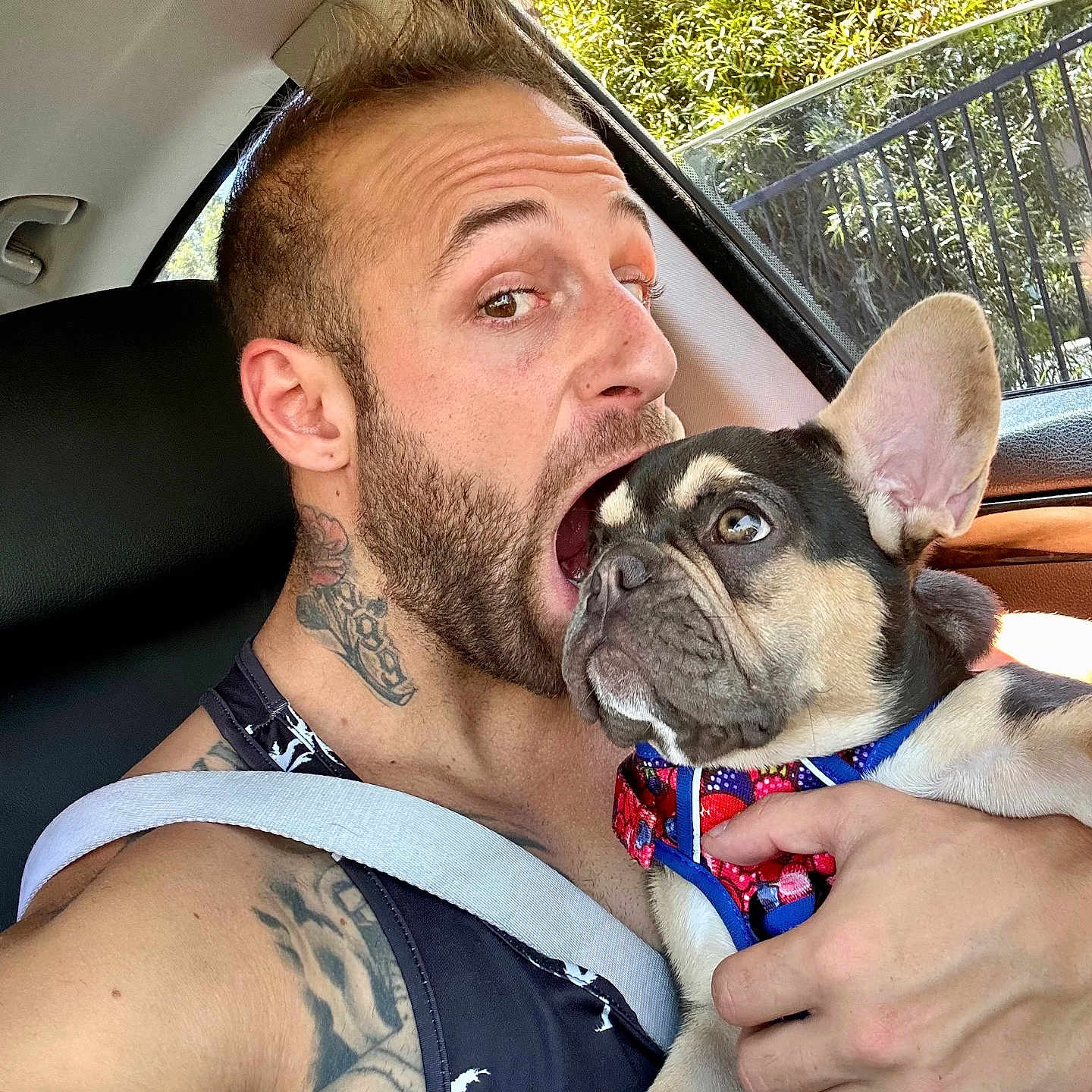 Gerald joined the competition — help win amazing prizes! animal, beard, car_interior, casual, closeup, colorful_harness, dog, expression, french_bulldog, greenery, holding, man, pet, playful, portrait, puppy, seatbelt, sunlight, tattoo, window