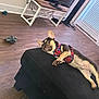Gerald joined the competition — help win amazing prizes! dog, pet, living_room, black_ottoman, wooden_floor, tv, tv_stand, dog_toy, harness, small_dog, indoor, furniture, window_blinds, relaxed, lying_down, brown_floor, playful, cute, domestic_animal, home
