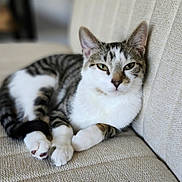 Lily is registered to the contest to win money with this photo: cat, tabby_cat, white_cat, pet, feline, lounging, couch, indoor, relaxed, resting, animal, whiskers, ears, paws, fur, domestic_cat, closeup, texture, soft, comfortable