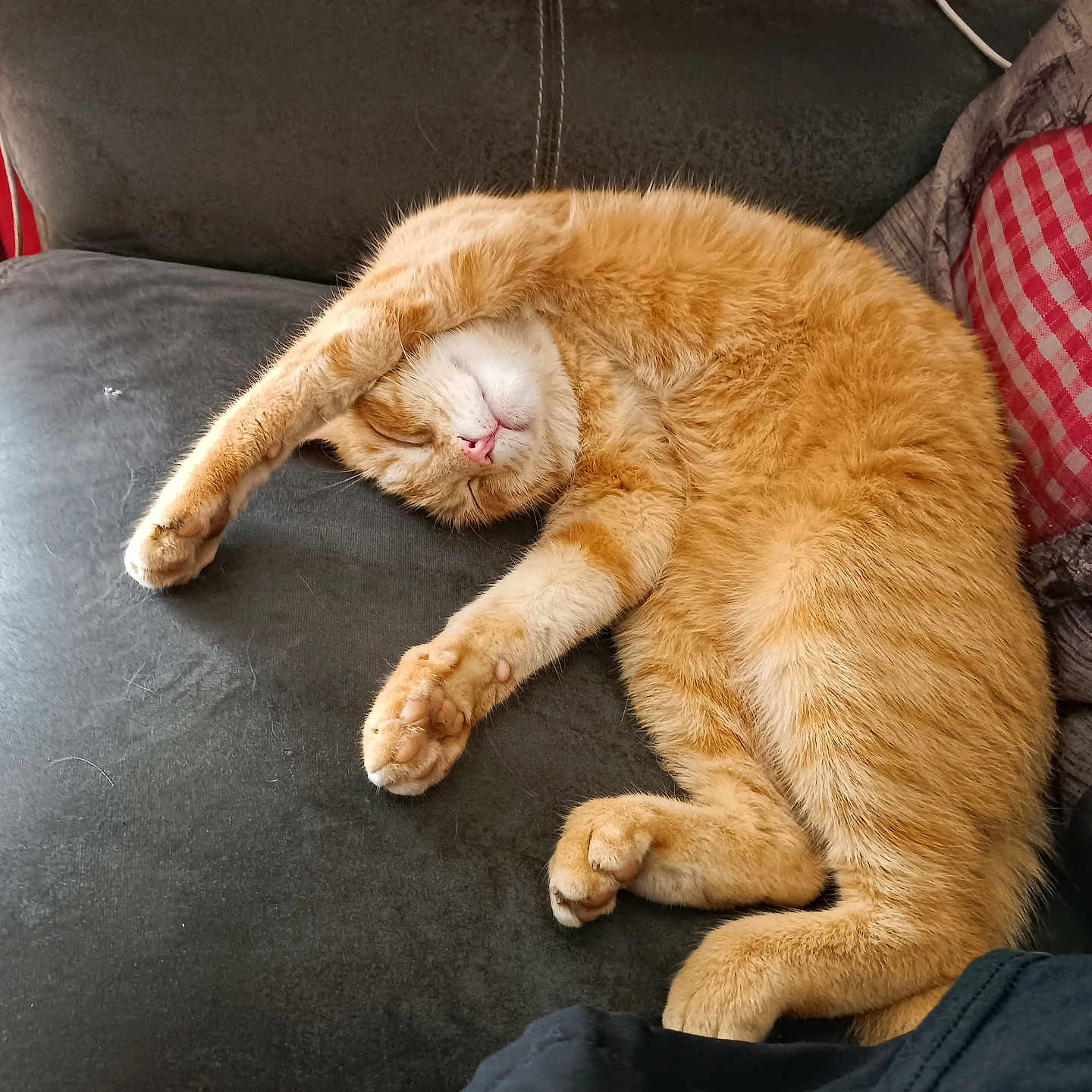 Tiplouf participe au concours pour gagner de l'argent avec cette photo : animal, cat, couch, cozy, cushion, fur, furniture, ginger_cat, heart_pattern, home, indoor, nose, paw, pet, red_curtain, relaxed, resting, sleeping, stretching, whiskers