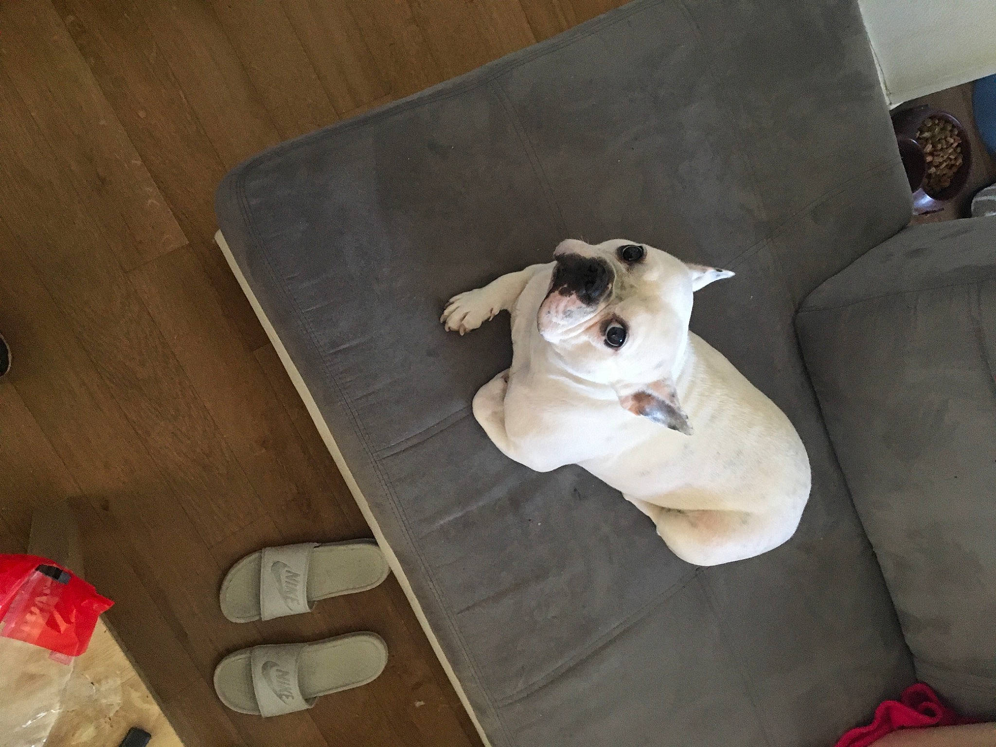 Gypsie a rejoint le concours — aidez-le/la à gagner de superbes lots ! carnivore, comfort, companion_dog, couch, dog, dog_breed, eyewear, fawn, felidae, floor, flooring, hardwood, linens, plywood, table, tail, toy_dog, whiskers, wood, wood_stain