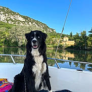 Orion participe au concours pour gagner de l'argent avec cette photo : dog, black_and_white, blue_eyes, boat, lake, water, trees, mountains, sky, outdoor, nature, pet, animal, canine, fur, sitting, leash, reflection, sunny, daytime