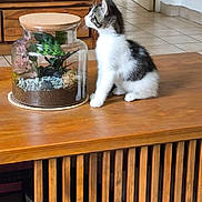 Zaho a rejoint le concours — aidez-le/la à gagner de superbes lots ! animal, black_and_white, cat, closeup, curious, domestic, floor_tiles, furniture, glass_jar, home, houseplant, indoor, kitten, pet, plants, small_cat, table, terrarium, wooden_furniture, wooden_table