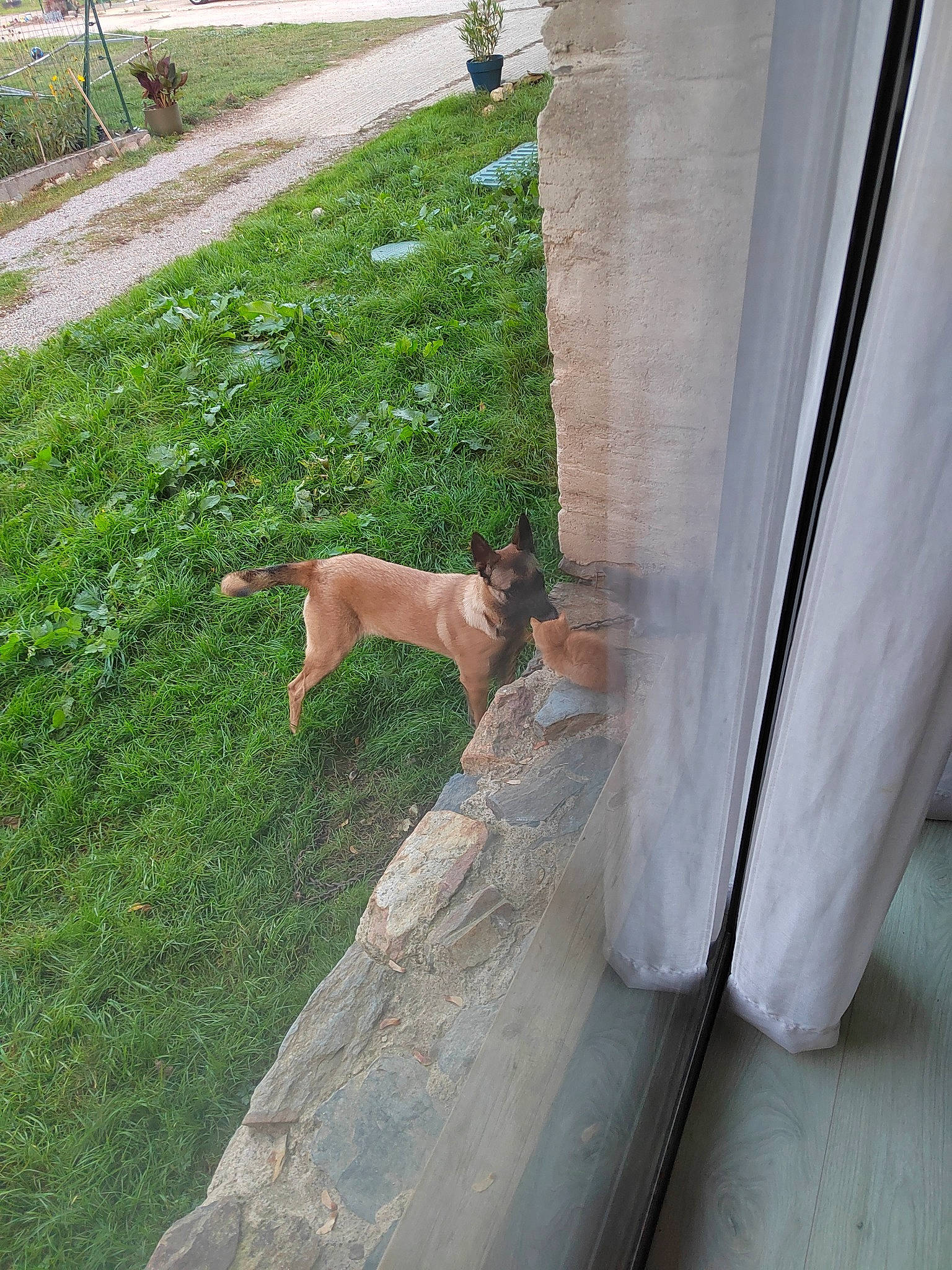 Tina a rejoint le concours — aidez-le/la à gagner de superbes lots ! canidae, carnivore, companion_dog, concrete, curb, dog, dog_breed, fawn, flooring, grass, groundcover, non_sporting_group, plant, road_surface, shrub, sidewalk, sporting_group, tail, wood, yard