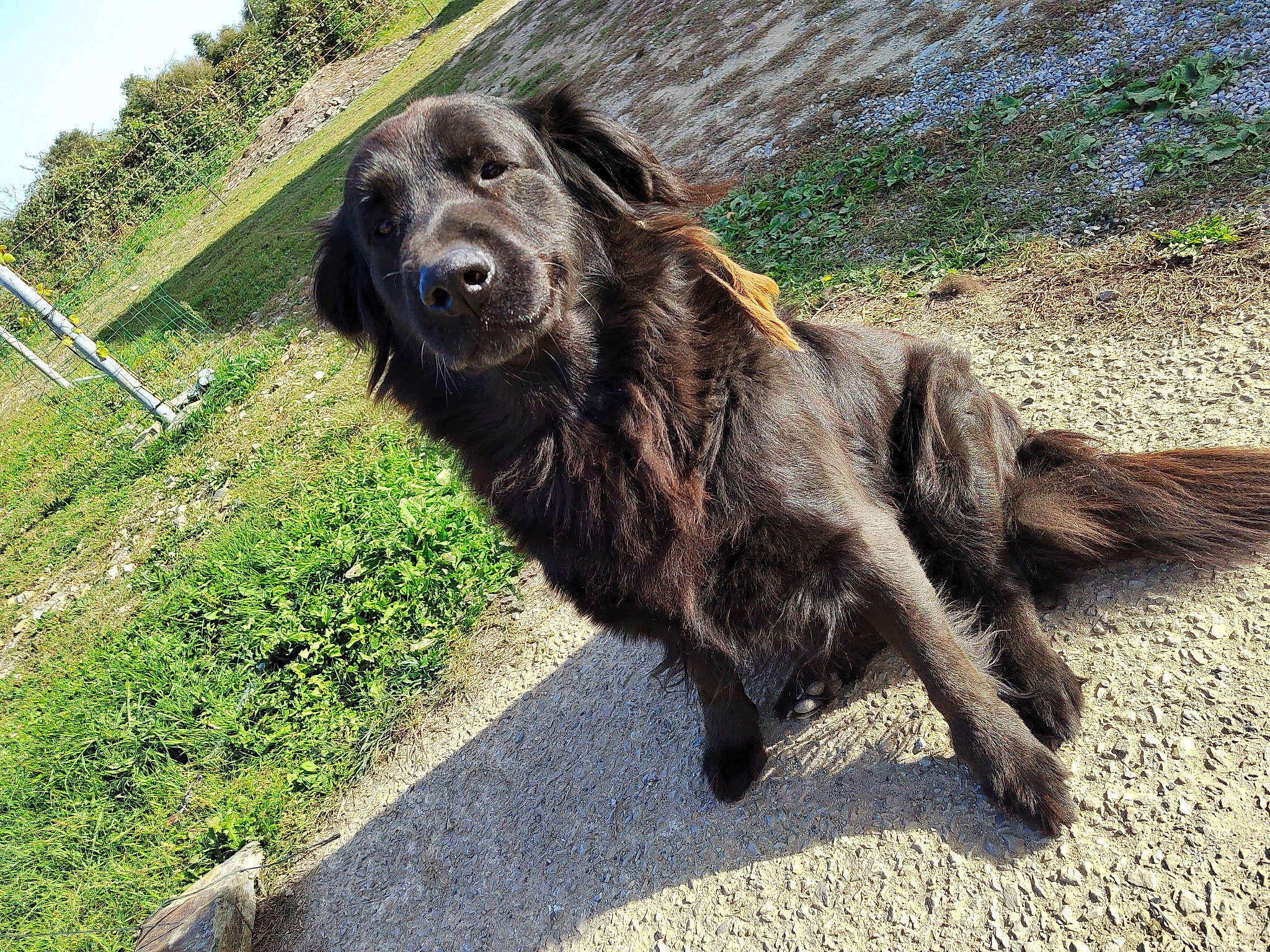 Babouche a rejoint le concours — aidez-le/la à gagner de superbes lots ! carnivore, companion_dog, dog, dog_breed, fur, grass, gun_dog, liver, plant, sky, sporting_group, terrestrial_animal, tree, working_animal, working_dog