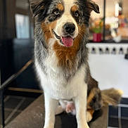 Nook a rejoint le concours — aidez-le/la à gagner de superbes lots ! dog, australian_shepherd, pet, animal, sitting, indoor, tongue_out, fur, happy, cute, portrait, canine, companion, friendly, domestic_animal, looking_away, fluffy, closeup, grooming_table, blurred_background
