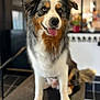 dog, australian_shepherd, pet, animal, sitting, indoor, tongue_out, fur, happy, cute, portrait, canine, companion, friendly, domestic_animal, looking_away, fluffy, closeup, grooming_table, blurred_background