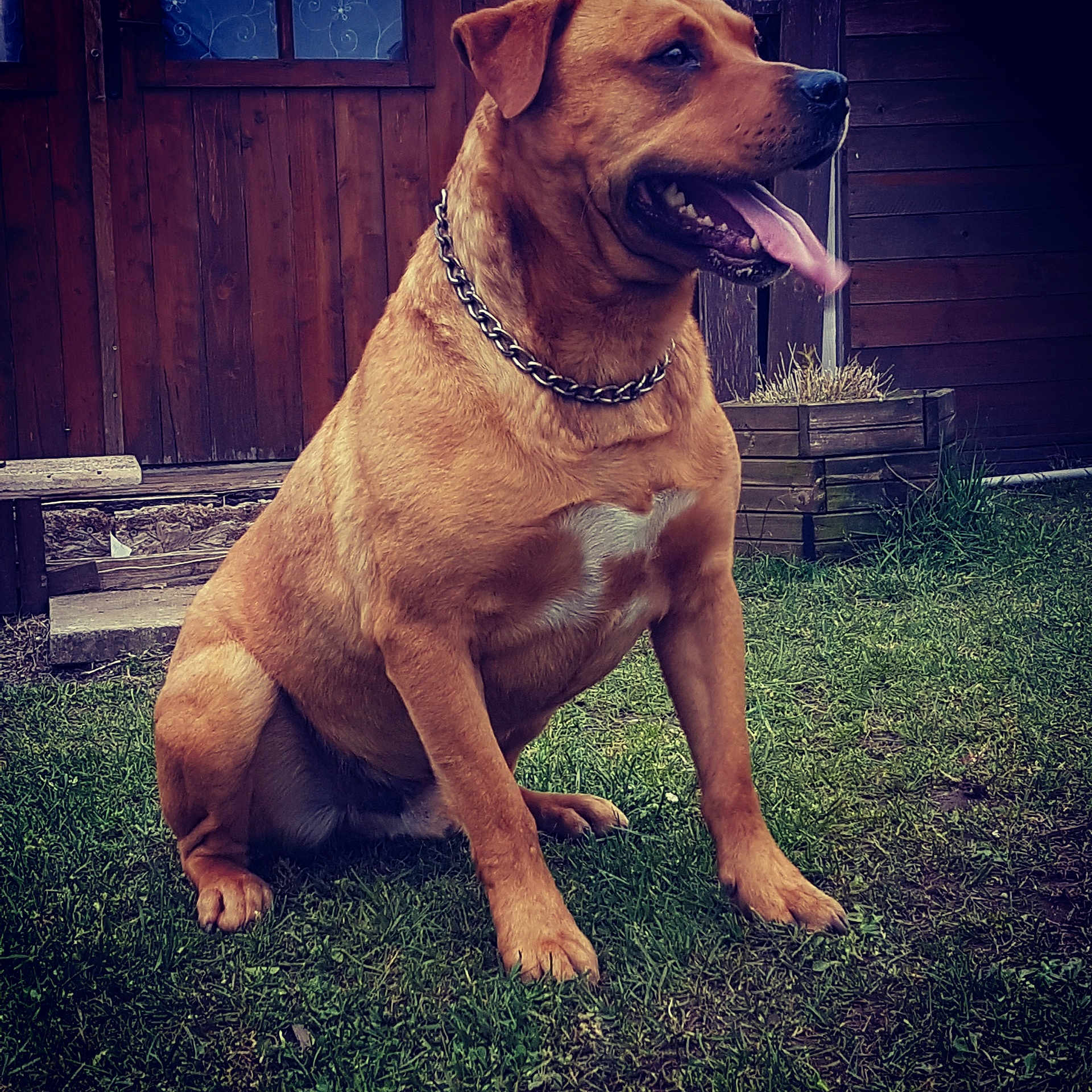 Caïra participe au concours pour gagner de l'argent avec cette photo : dog, sitting, brown_dog, chain_collar, grass, outdoor, wooden_shed, tongue_out, pet, canine, happy, animal, nature, yard, fence, daylight, mammal, domestic_animal, guard_dog, portrait