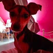 Kayla a rejoint le concours — aidez-le/la à gagner de superbes lots ! animal, background, bed, blurred, canine, chair, cozy, curious, curtain, dog, domestic, floor, furniture, home, indoor, lighting, pet, pink_wall, room, table