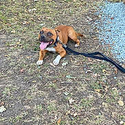 Ucco a rejoint le concours — aidez-le/la à gagner de superbes lots ! animal, brown_dog, canine, collar, daylight, dog, grass, grass_patch, ground, happy, leaf, leash, muzzle, nature, outdoor, panting, pet, playful, resting, tongue_out