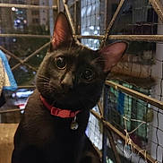 Mr. Jinx is registered to the contest to win money with this photo: black_cat, cat, pet, animal, night, collar, metal_fence, wooden_surface, curious, closeup, indoor, domestic_cat, whiskers, ears, eyes, portrait, feline, urban, reflection, dark
