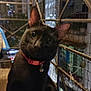 black_cat, cat, pet, animal, night, collar, metal_fence, wooden_surface, curious, closeup, indoor, domestic_cat, whiskers, ears, eyes, portrait, feline, urban, reflection, dark