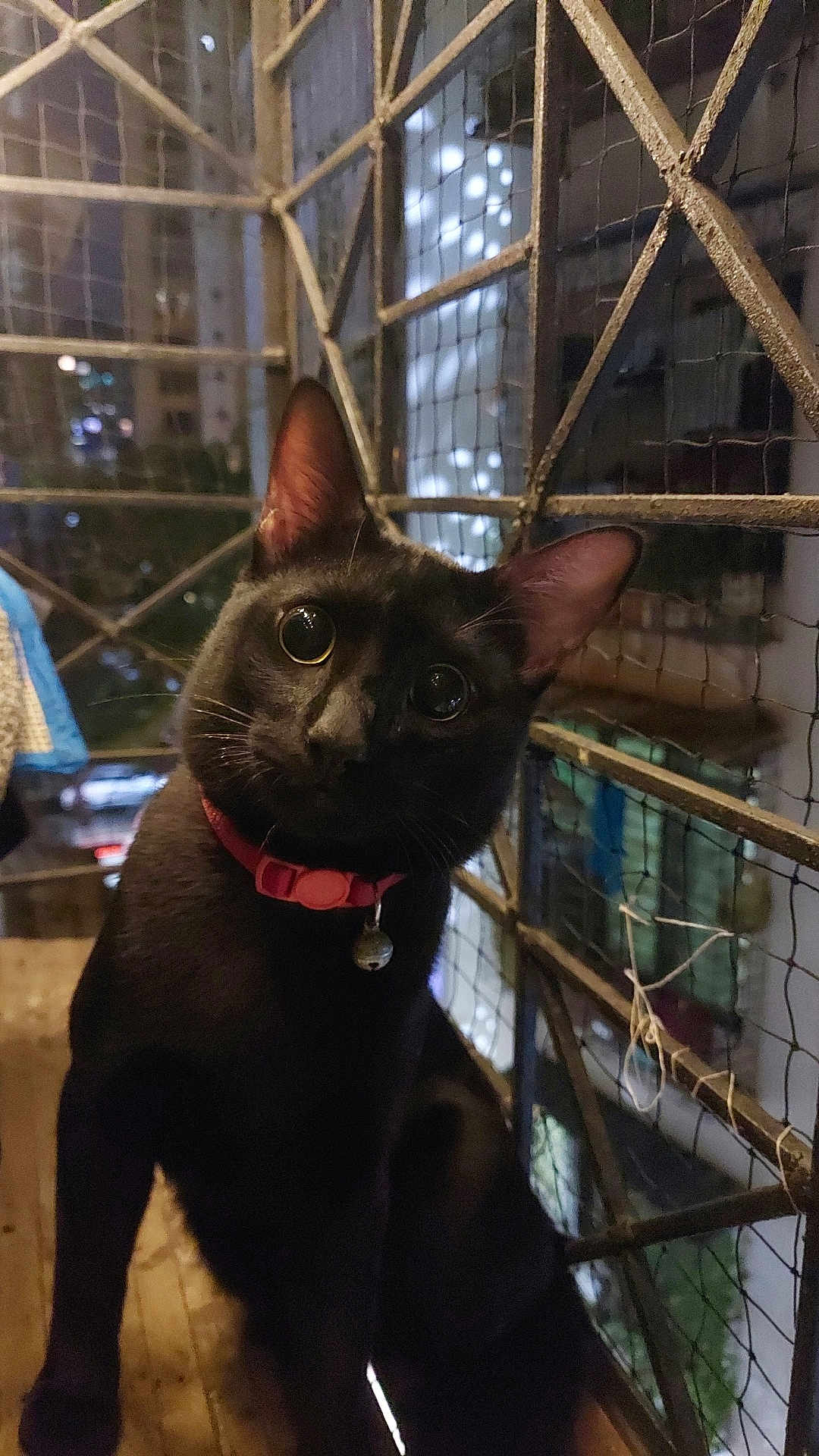 Mr. Jinx is registered to the contest to win money with this photo: black_cat, cat, pet, animal, night, collar, metal_fence, wooden_surface, curious, closeup, indoor, domestic_cat, whiskers, ears, eyes, portrait, feline, urban, reflection, dark