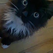 Benjy is registered to the contest to win money with this photo: animal, black_and_white, cat, chair_leg, close_up, curious, cute, domestic, feline, fluffy, fur, indoor, looking_up, mammal, pet, playful, whiskers, wide_eyes, wooden_floor, young_cat