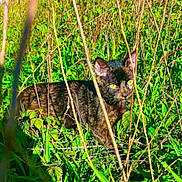 Layka participe au concours pour gagner de l'argent avec cette photo : animal, branches, bushes, camouflage, cat, curious, daylight, feline, grass, greenery, mammal, nature, outdoor, pet, plants, small, stalking, sunlight, wild, yellow_eyes