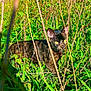 animal, branches, bushes, camouflage, cat, curious, daylight, feline, grass, greenery, mammal, nature, outdoor, pet, plants, small, stalking, sunlight, wild, yellow_eyes